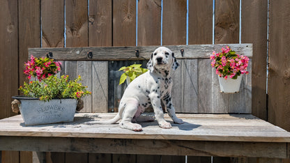 DALMATIAN (06/09) FEMALE