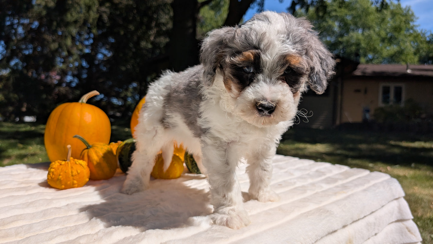MINI BERNEDOODLE (07/25) MALE