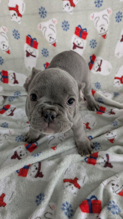 FRENCH BULLDOG (11/07) MALE