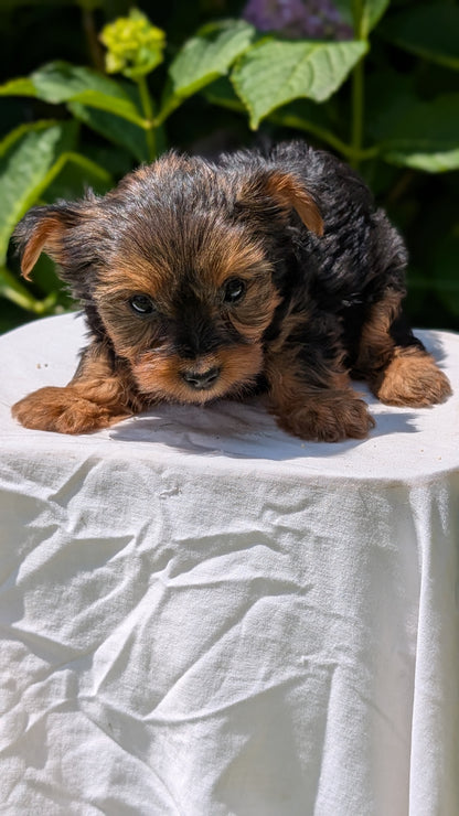 YORKSHIRE TERRIER (05/23) FEMALE