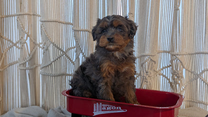 CAVAPOO (NOV 17) FEMALES