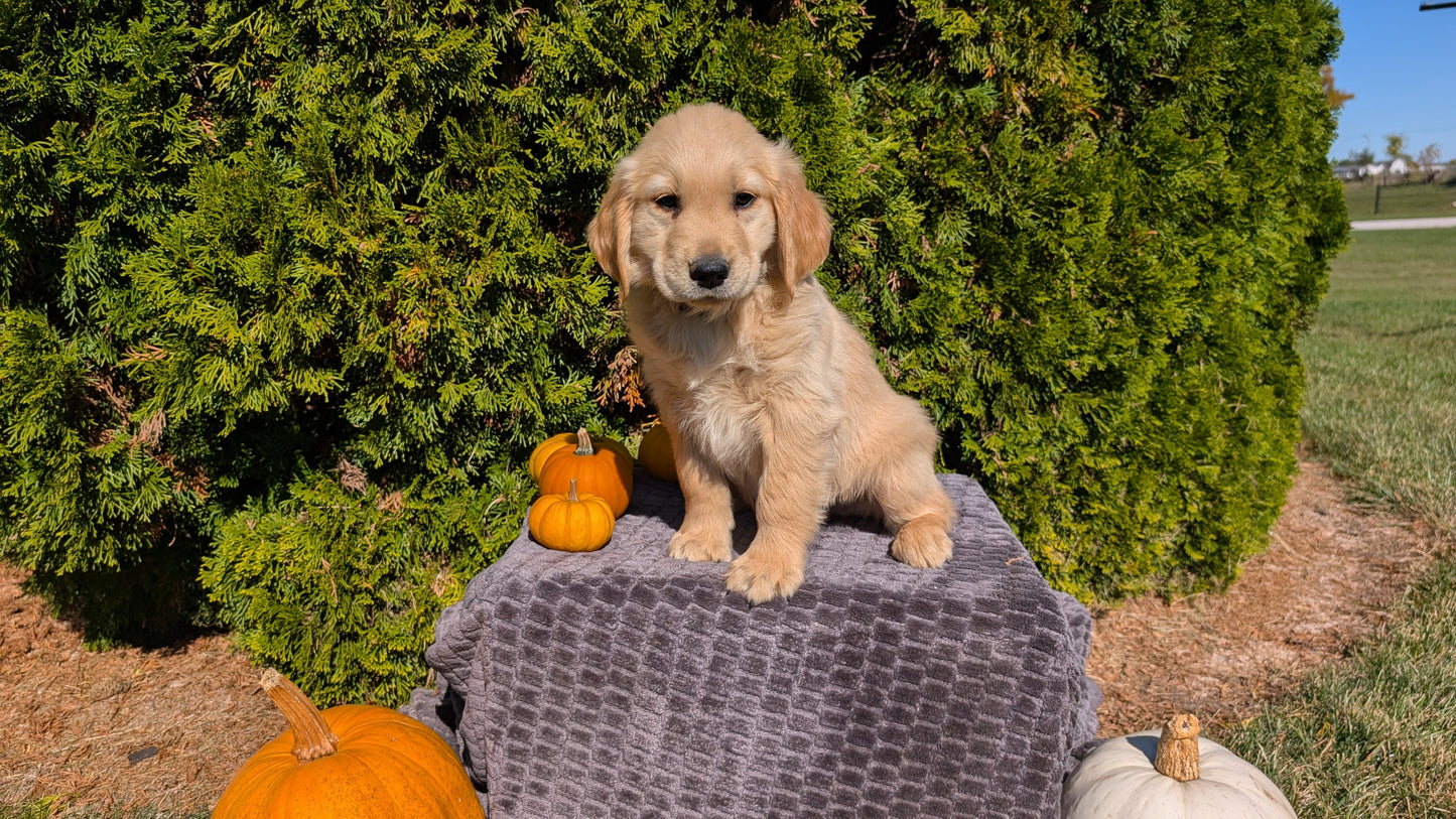 GOLDEN RETRIEVER (08/14) MALE