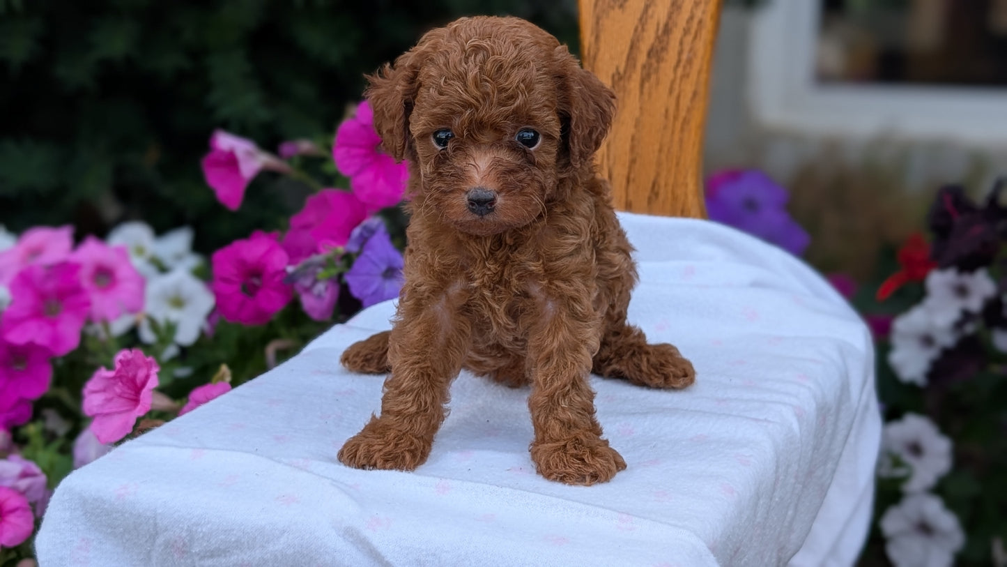 TOY POODLE (JUN 17) MALES