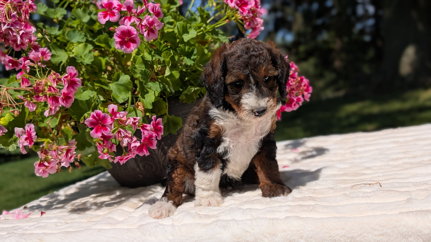 MINI BERNEDOODLE (06/11) FEMALE