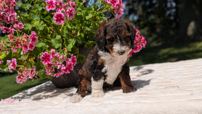 MINI BERNEDOODLE (06/11) FEMALE