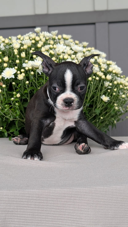 BOSTON TERRIER (JUL 11) 4 FEMALES/4 MALES
