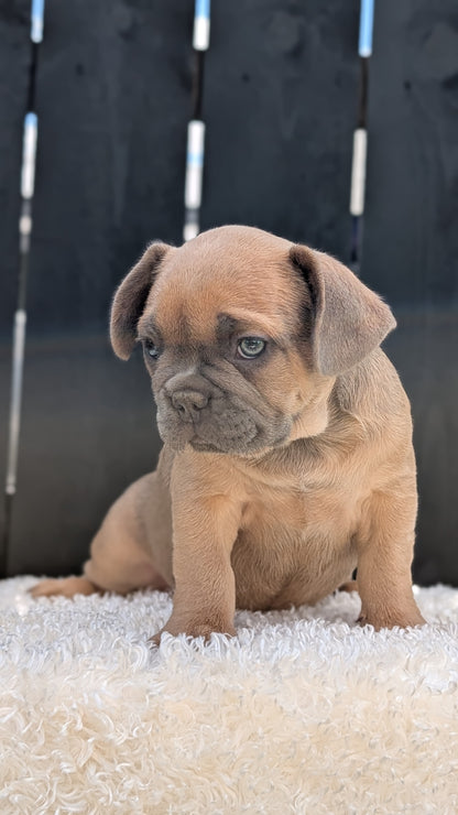 FRENCH BULLDOG (JUN 29) 3 MALES