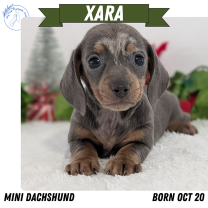 MINI DACHSHUND (OCT 20) FEMALES