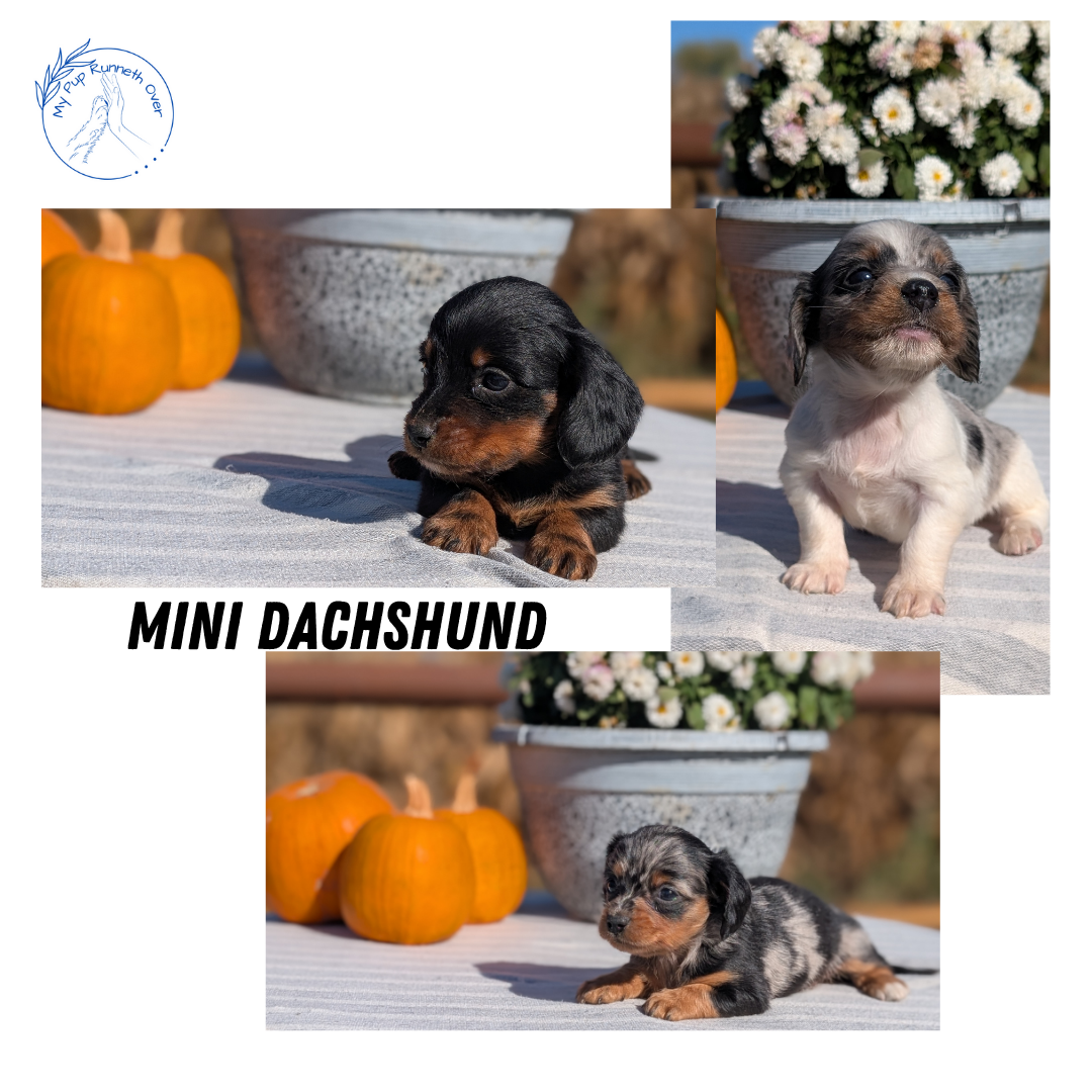 MINI DACHSHUND (09/01) FEMALE