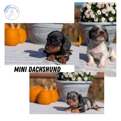 MINI DACHSHUND (09/01) FEMALE