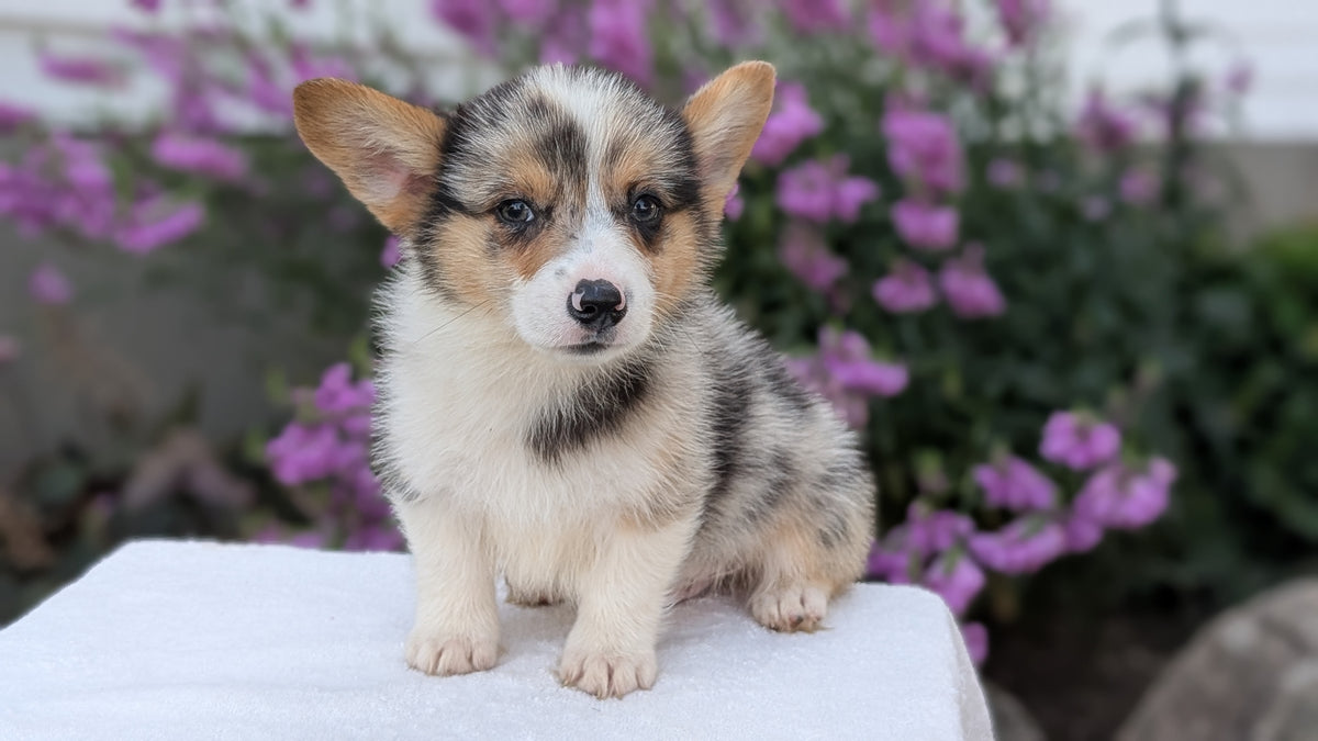 CORGI (JUN 22) MALES