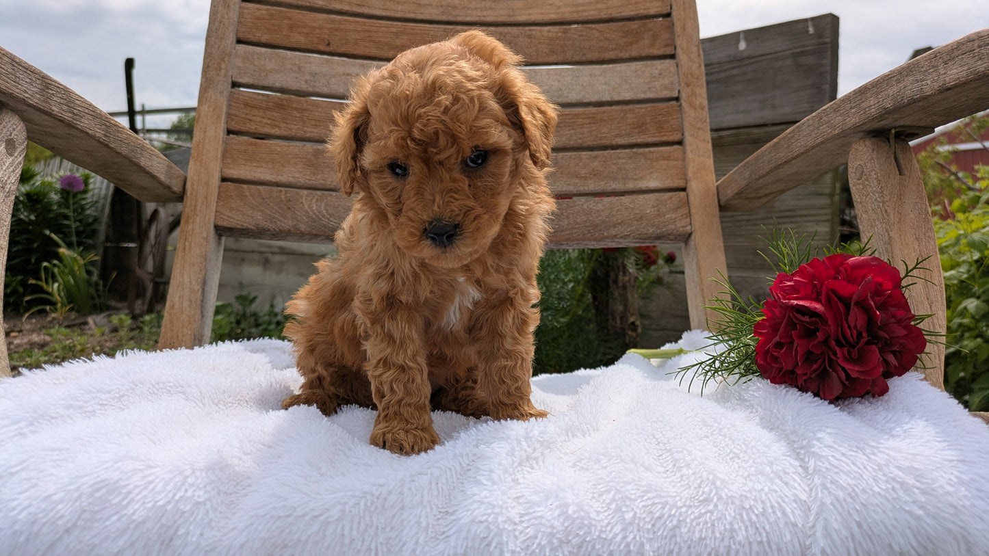 MINI POODLE (03/30) FEMALE