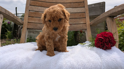 MINI POODLE (03/30) FEMALE