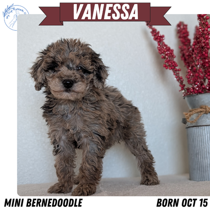 MINI BERNEDOODLE (OCT 15) FEMALES
