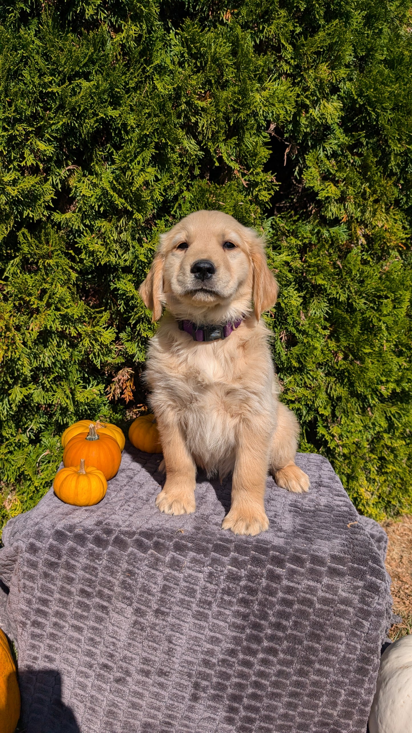 GOLDEN RETRIEVER (08/14) MALE