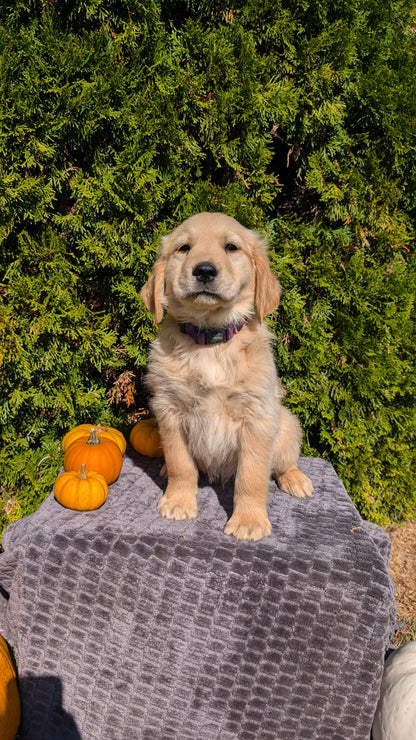 GOLDEN RETRIEVER (08/14) MALE