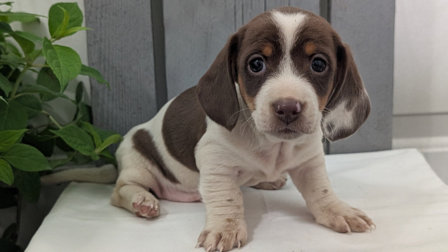 MINI DACHSHUND (MAR 23) MALES