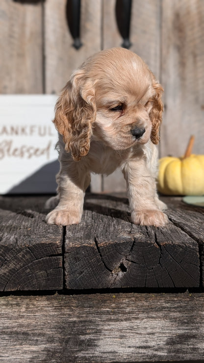 COCKER SPANIEL (09/19) MALE