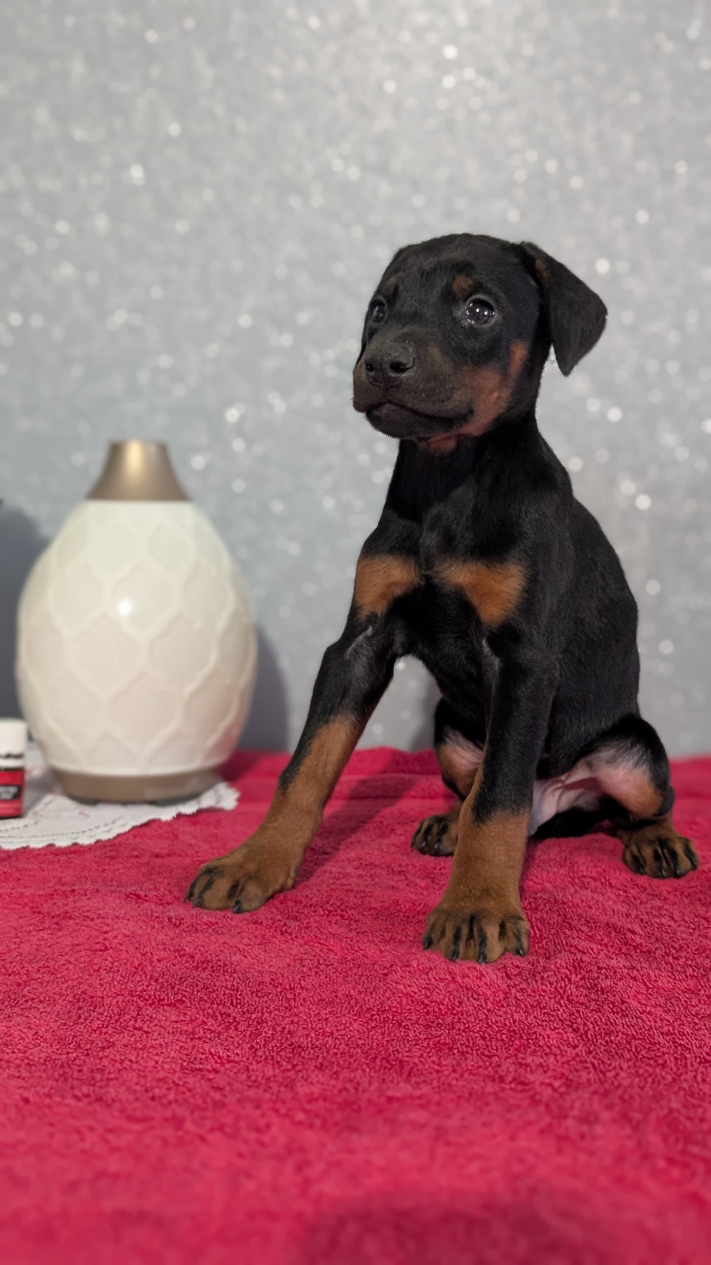 DOBERMAN PINSCHER (OCT 17) MALES