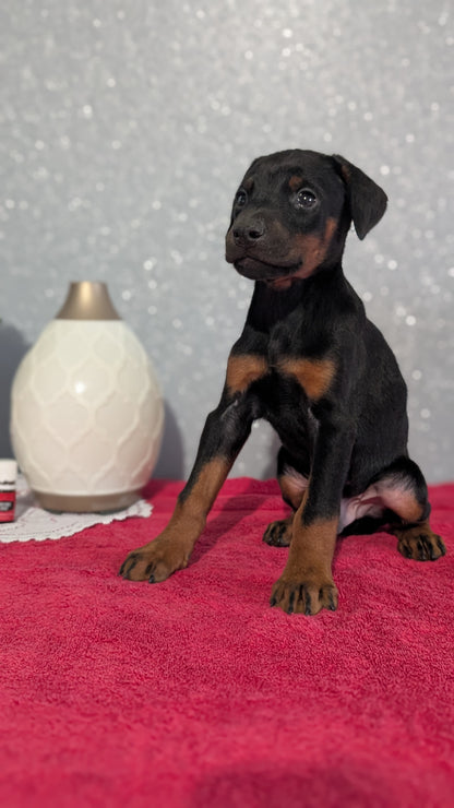 DOBERMAN PINSCHER (OCT 17) MALES