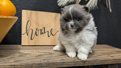 POMERANIAN (NOV 07) MALES
