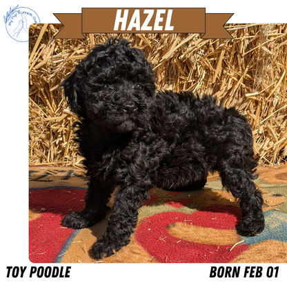 TOY POODLE (02/01) FEMALE