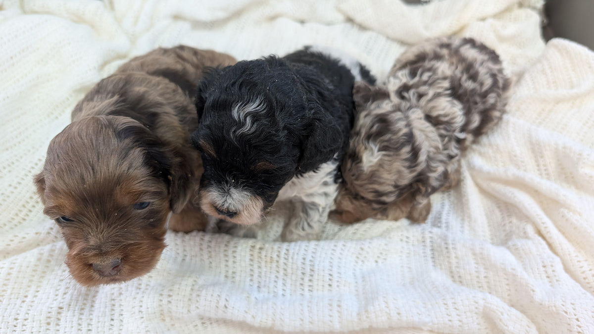 Cockapoo Temp CockaPoos Born May 10 – My Pup Runneth Over