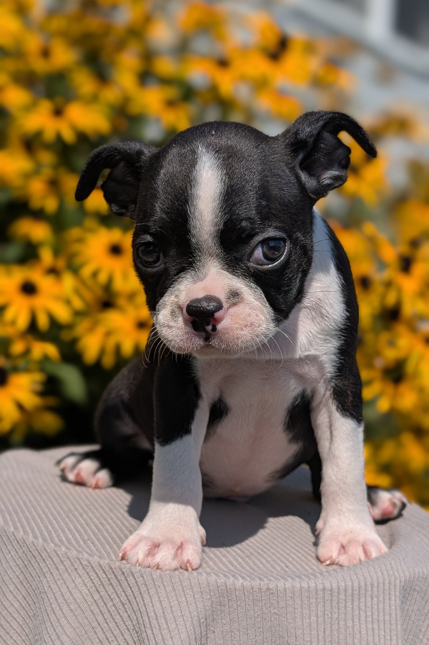 BOSTON TERRIER (JUL 11) 4 FEMALES/4 MALES