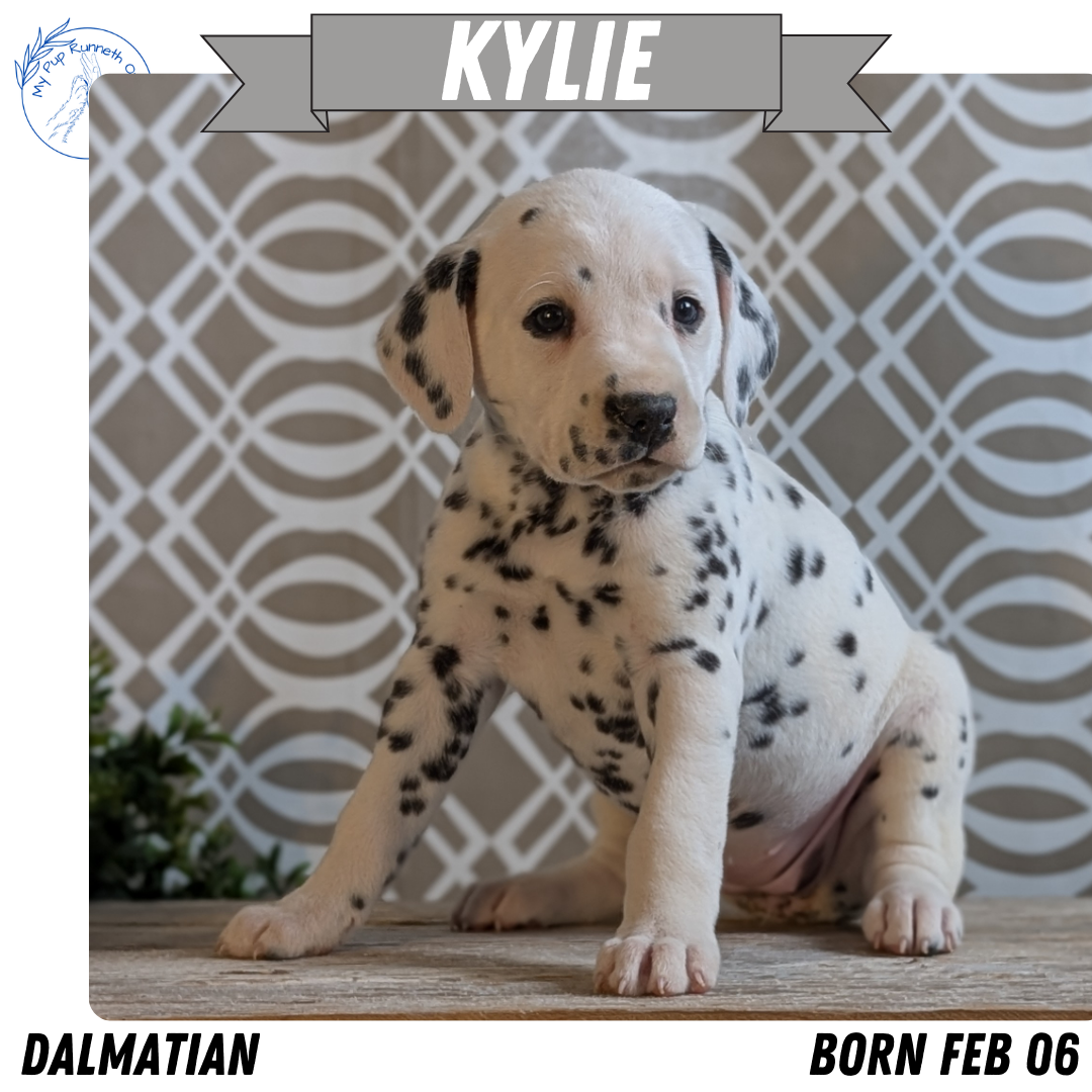DALMATIAN (FEB 06) FEMALES