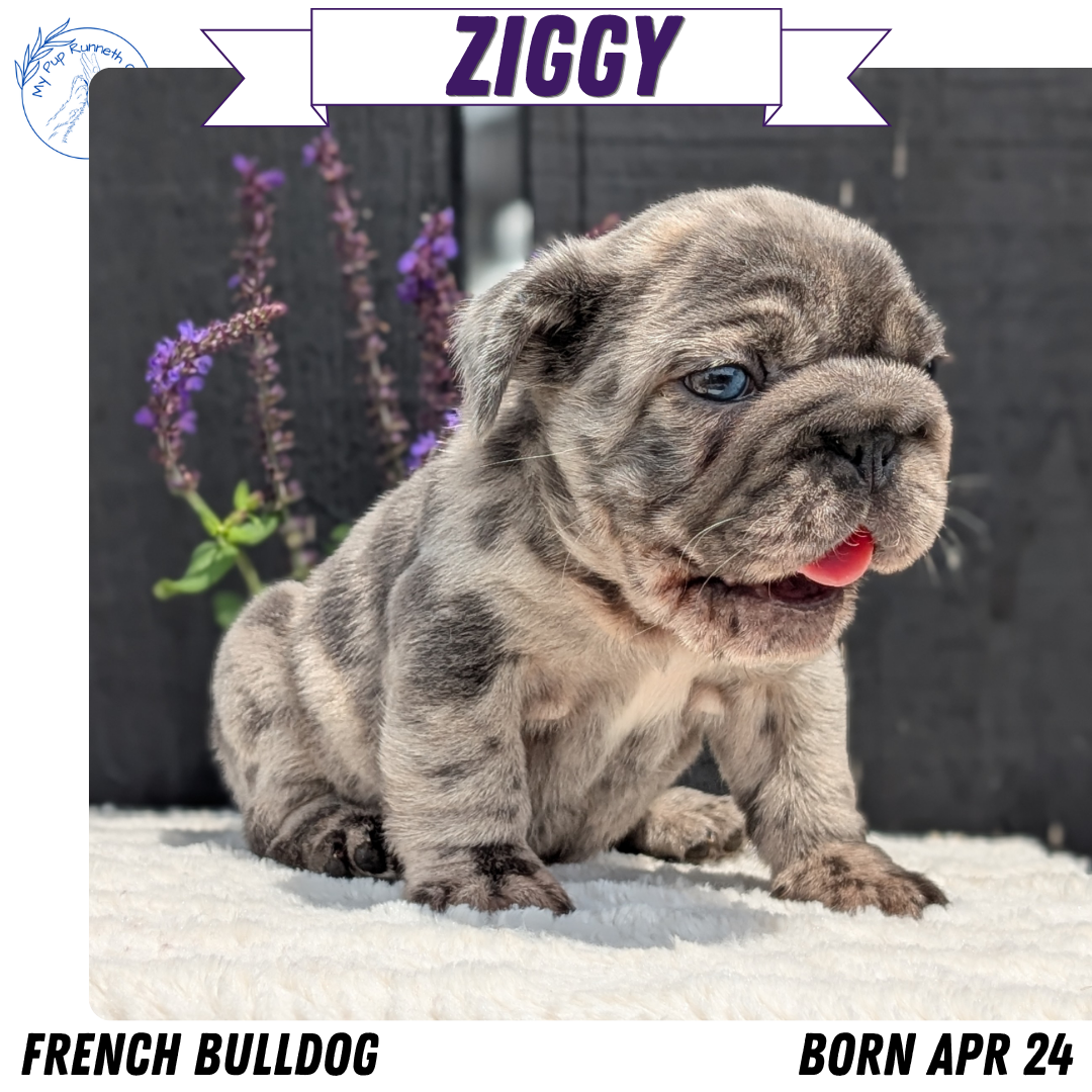 FRENCH BULLDOG (APR 24) MALES