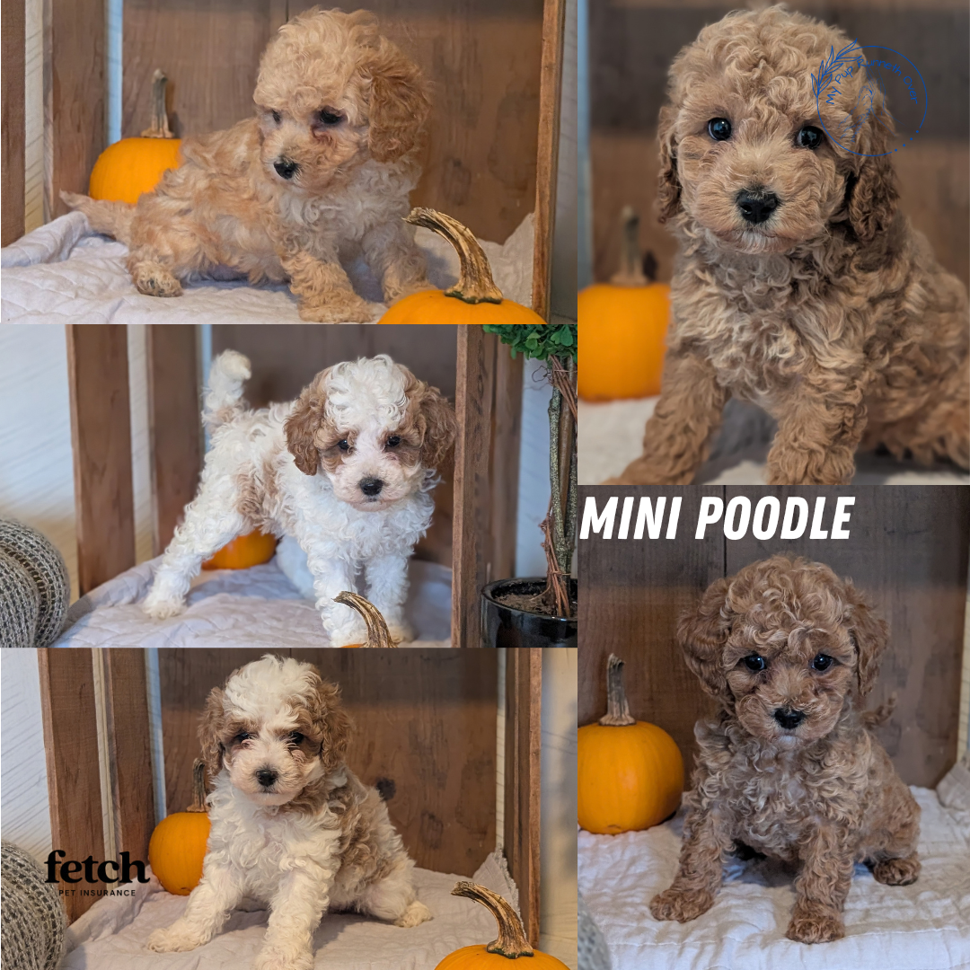 MINI POODLE (AUG 06) 5 FEMALES