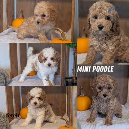 MINI POODLE (AUG 06) 5 FEMALES