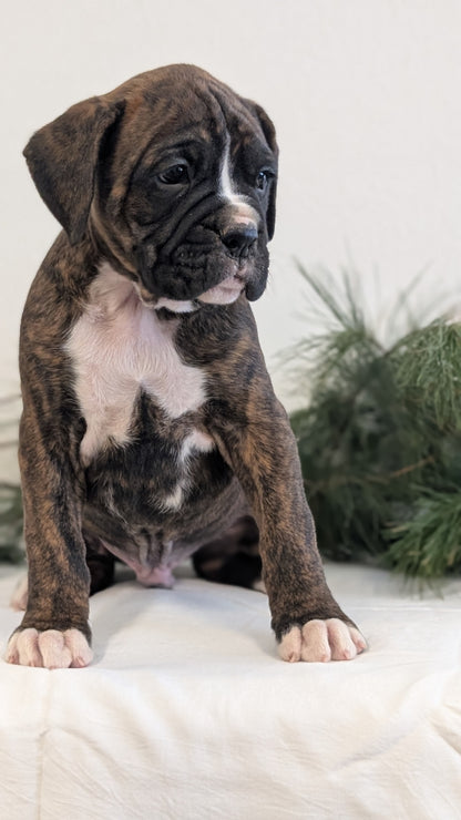 BOXER (DEC 04) MALES