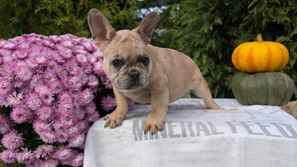 FRENCH BULLDOG (07/15) MALE