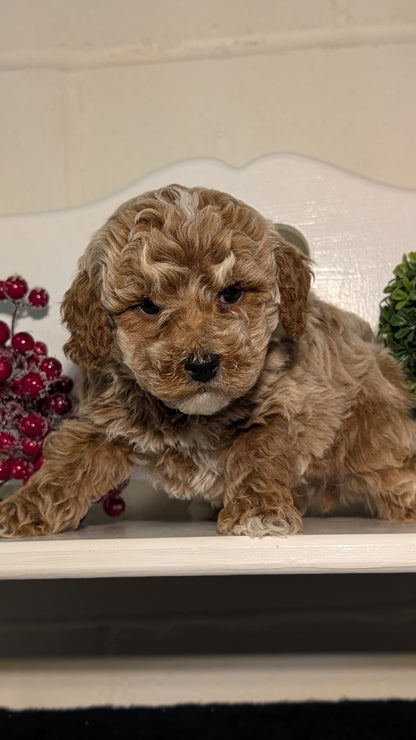 MINI POODLE (NOV 18) MALES