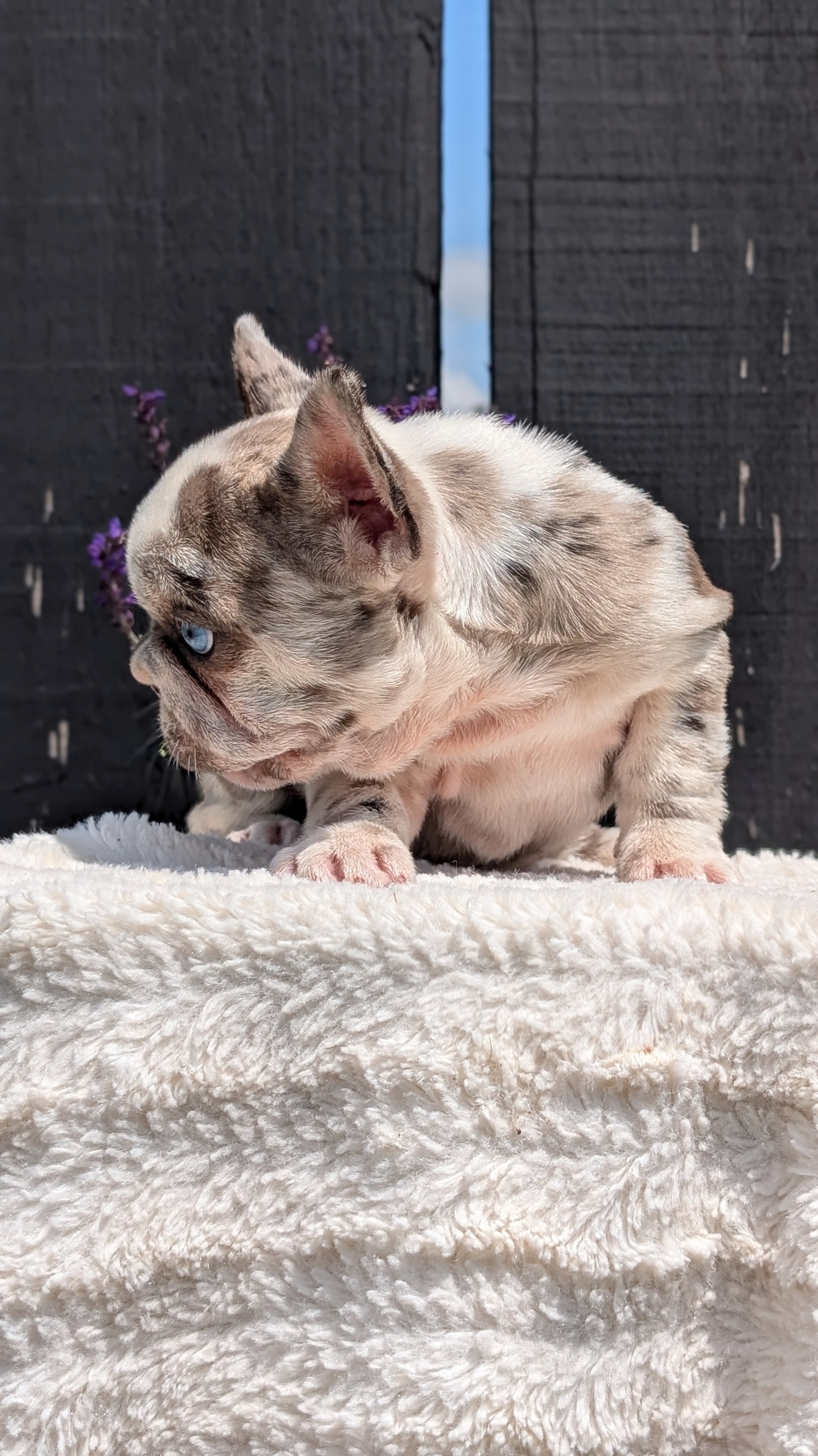 FRENCH BULLDOG (APR 03) FEMALE