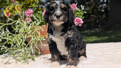 MINI BERNEDOODLE (06/11) MALE
