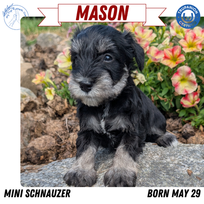 MINI SCHNAUZER (05/29) MALE