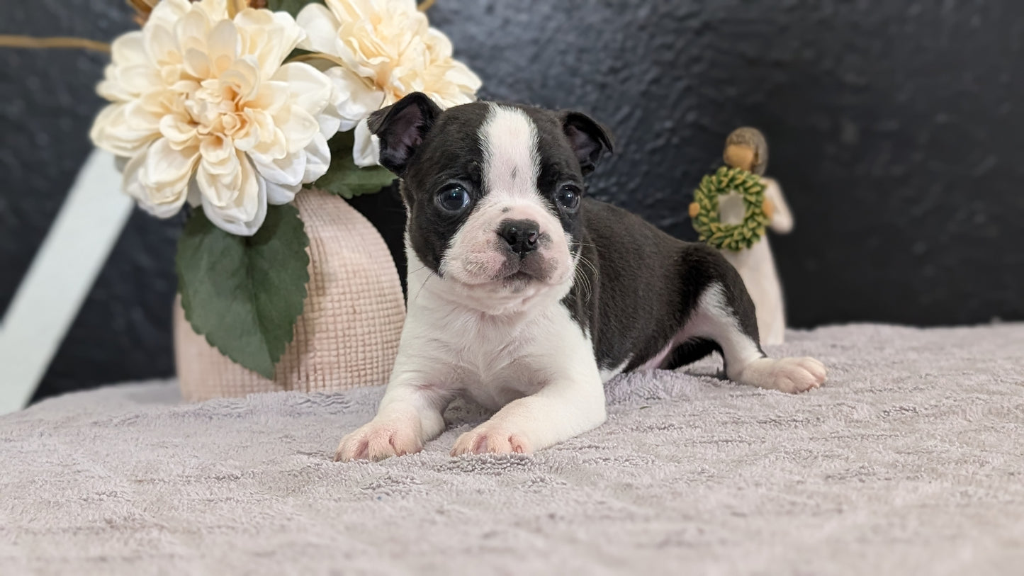 BOSTON TERRIER (FEB 09) MALES
