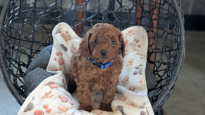 TOY POODLE (SEP 10) 4 MALES/2 FEMALES