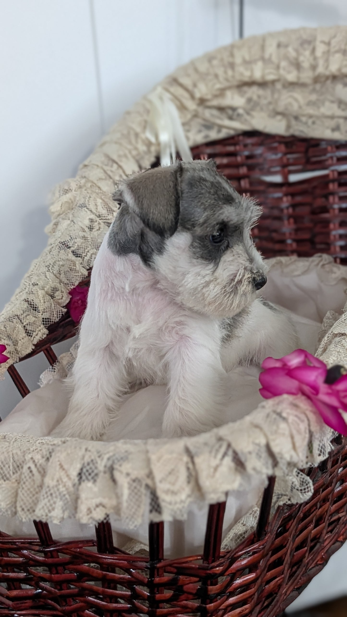 MINI SCHNAUZER (JAN 10) FEMALES