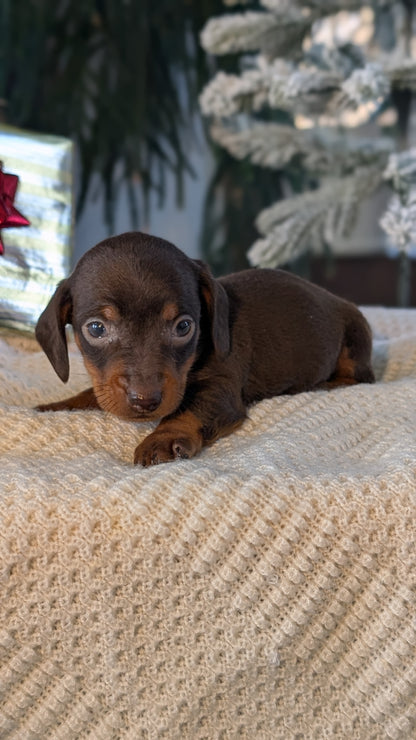 MINI DACHSHUND (NOV 16) MALES