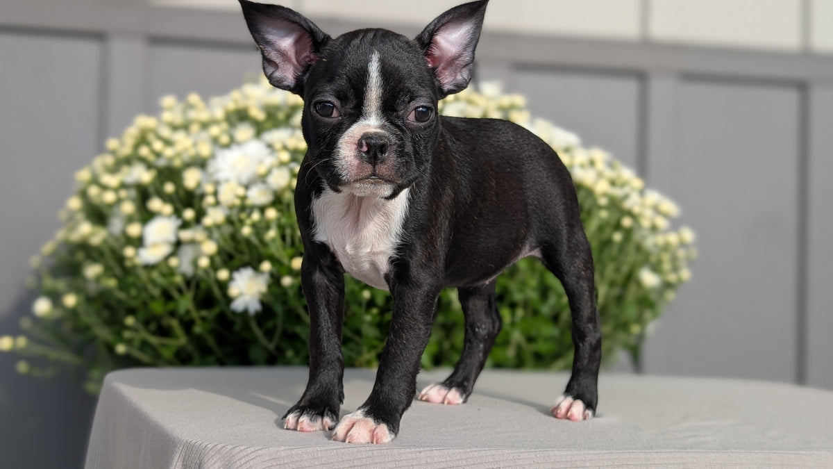 BOSTON TERRIER (JUL 11) 4 FEMALES/4 MALES