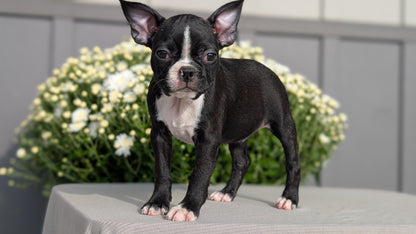 BOSTON TERRIER (JUL 11) 4 FEMALES/4 MALES