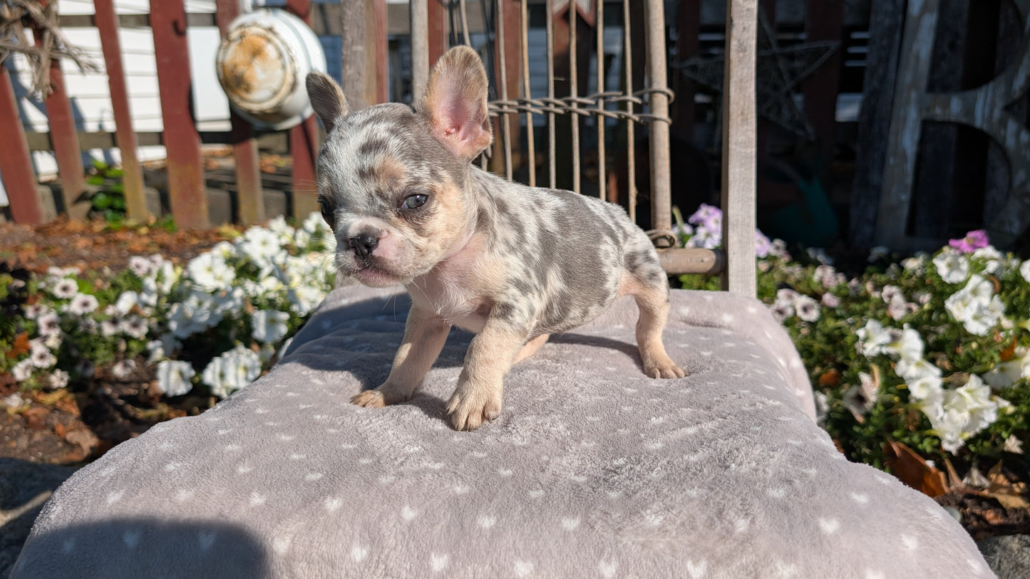 FRENCH BULLDOG (07/29) FEMALE