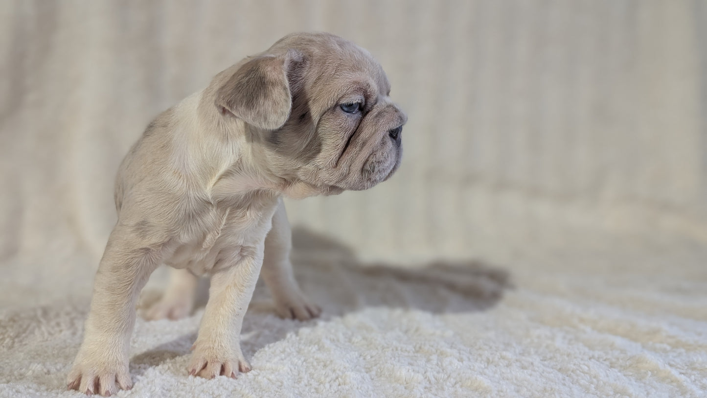FRENCH BULLDOG (OCT 08) FEMALES