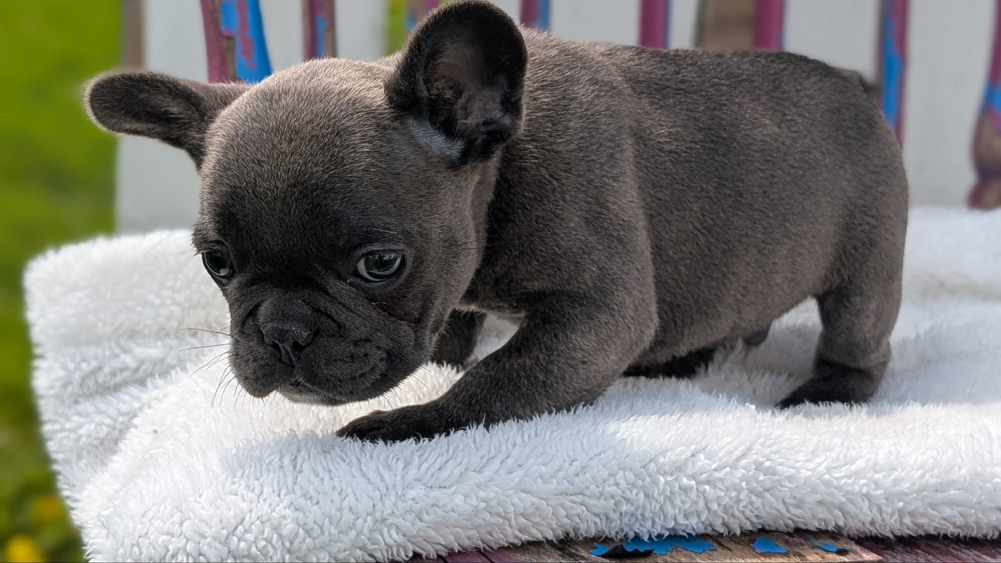 FRENCH BULLDOG (FEB 18) MALE
