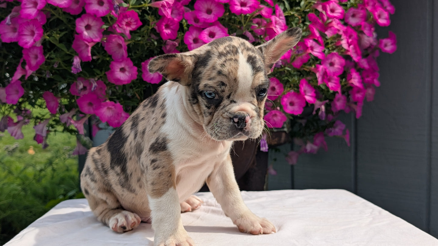 FRENCHTON (06/25) MALE