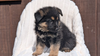 GERMAN SHEPHERD (MAR 28) MALES
