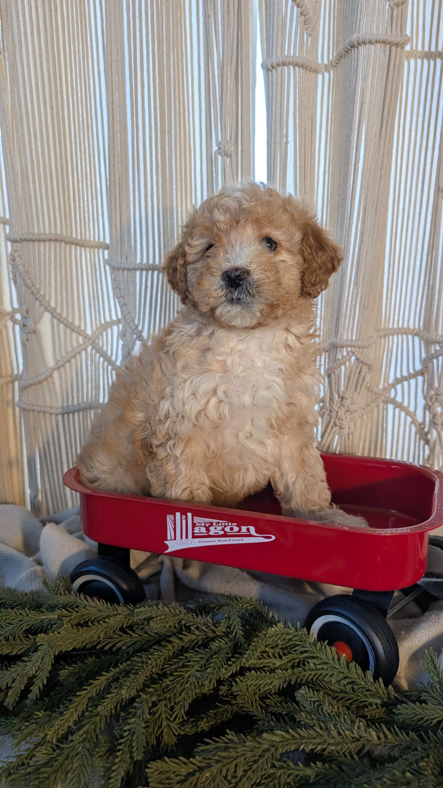 CAVAPOO (NOV 17) MALES